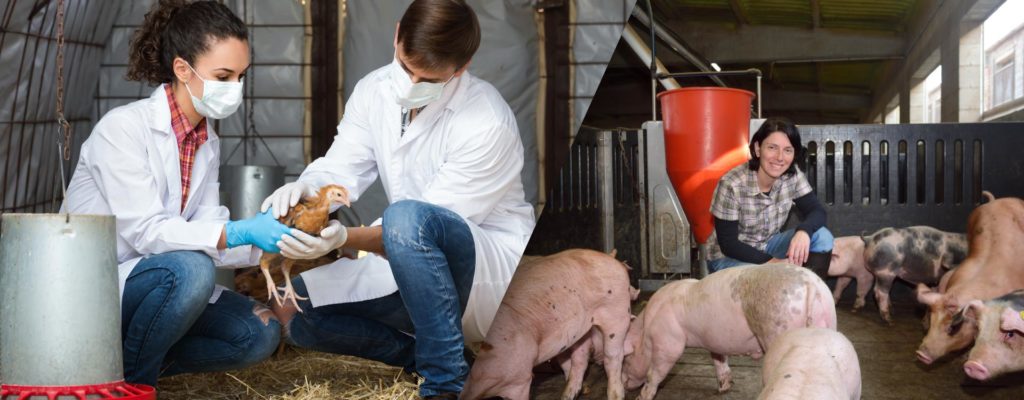 Humanidad – Avicultura Y Porcicultura - Criterio: Covid 19, Influenza – Bronquitis, Newclastle, Influenza